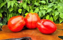 minusinsk huge plum